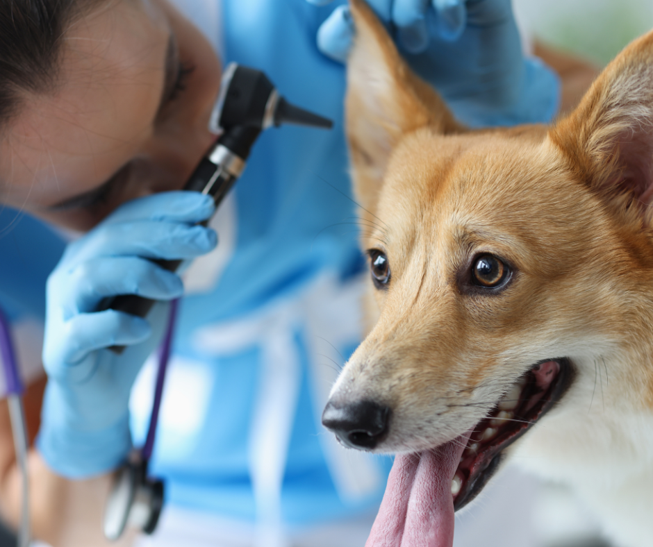 Clinical Study Shows Vegan Diets Safe For Dogs Long Term