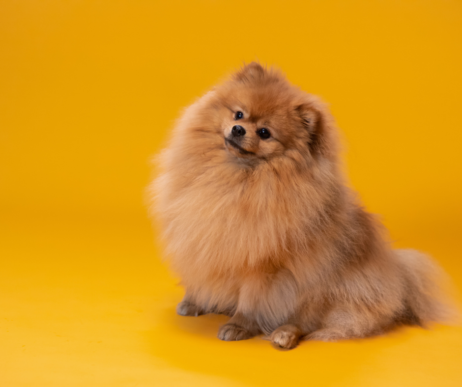 Are Dogs Carnivores? A Vet’s Perspective