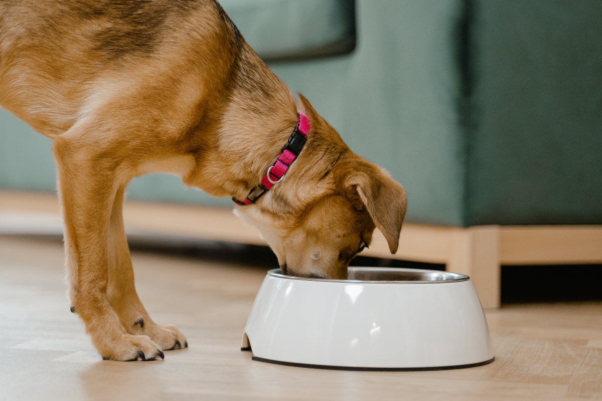 Switching Your Dog To Omni Dry Food