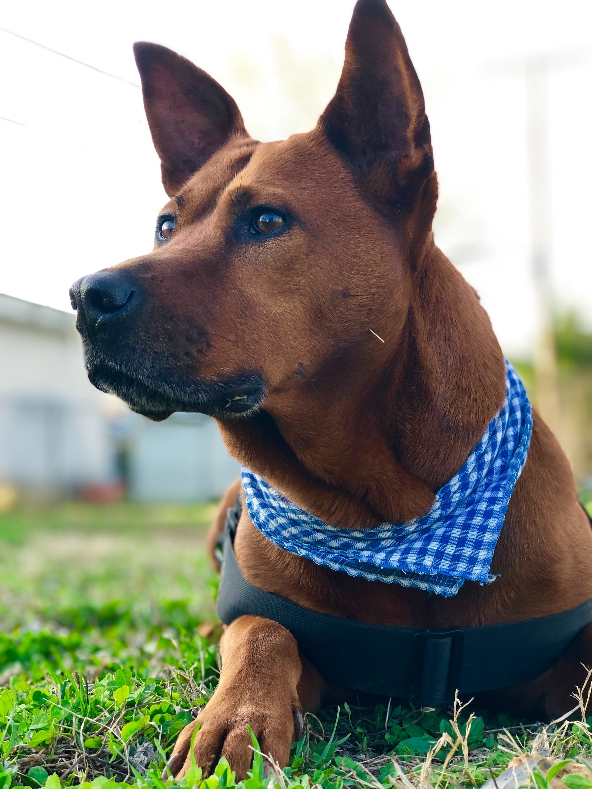 New study compares digestibility of animal and plant-based dog foods