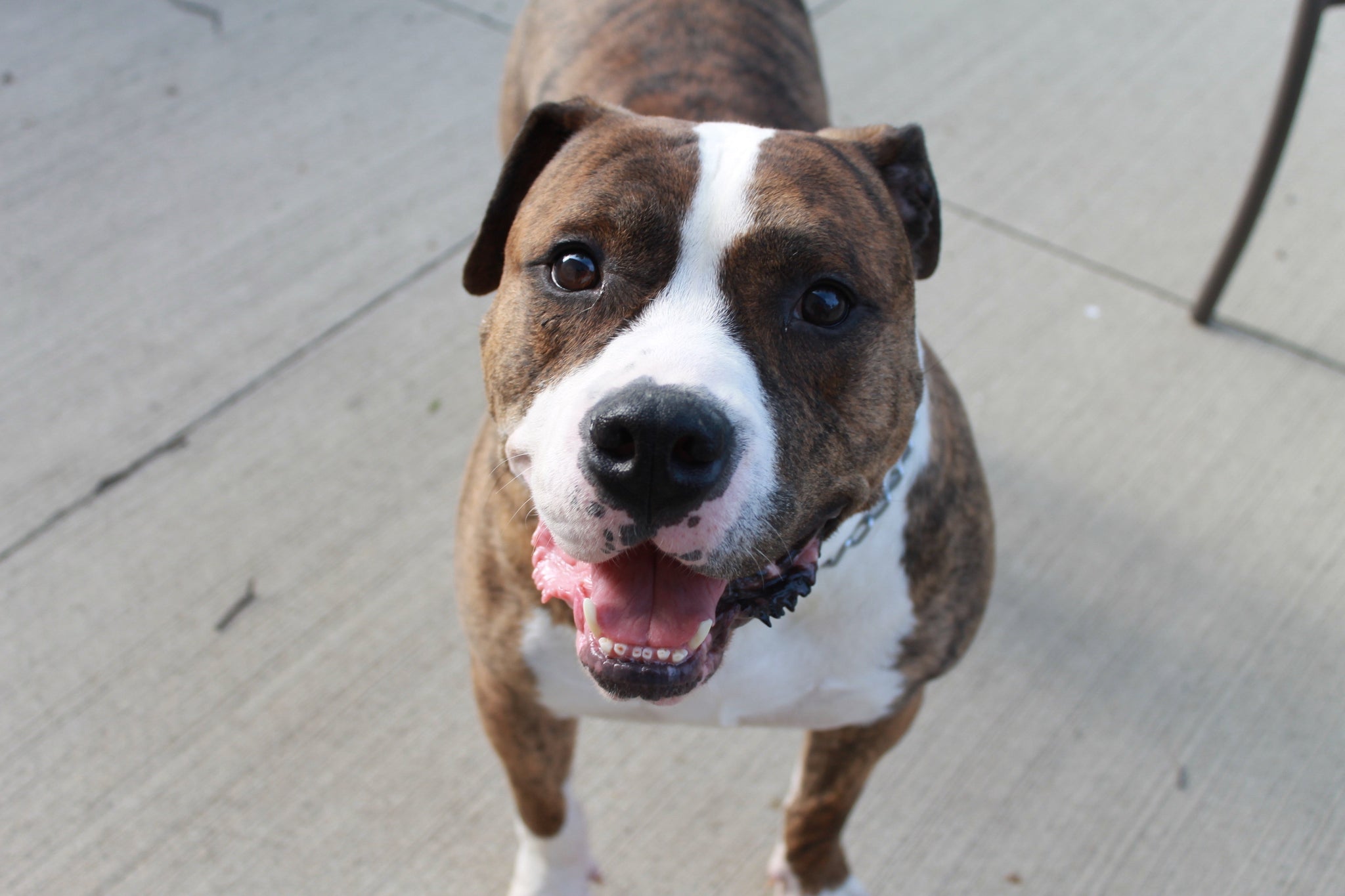 American Bully XL Ban
