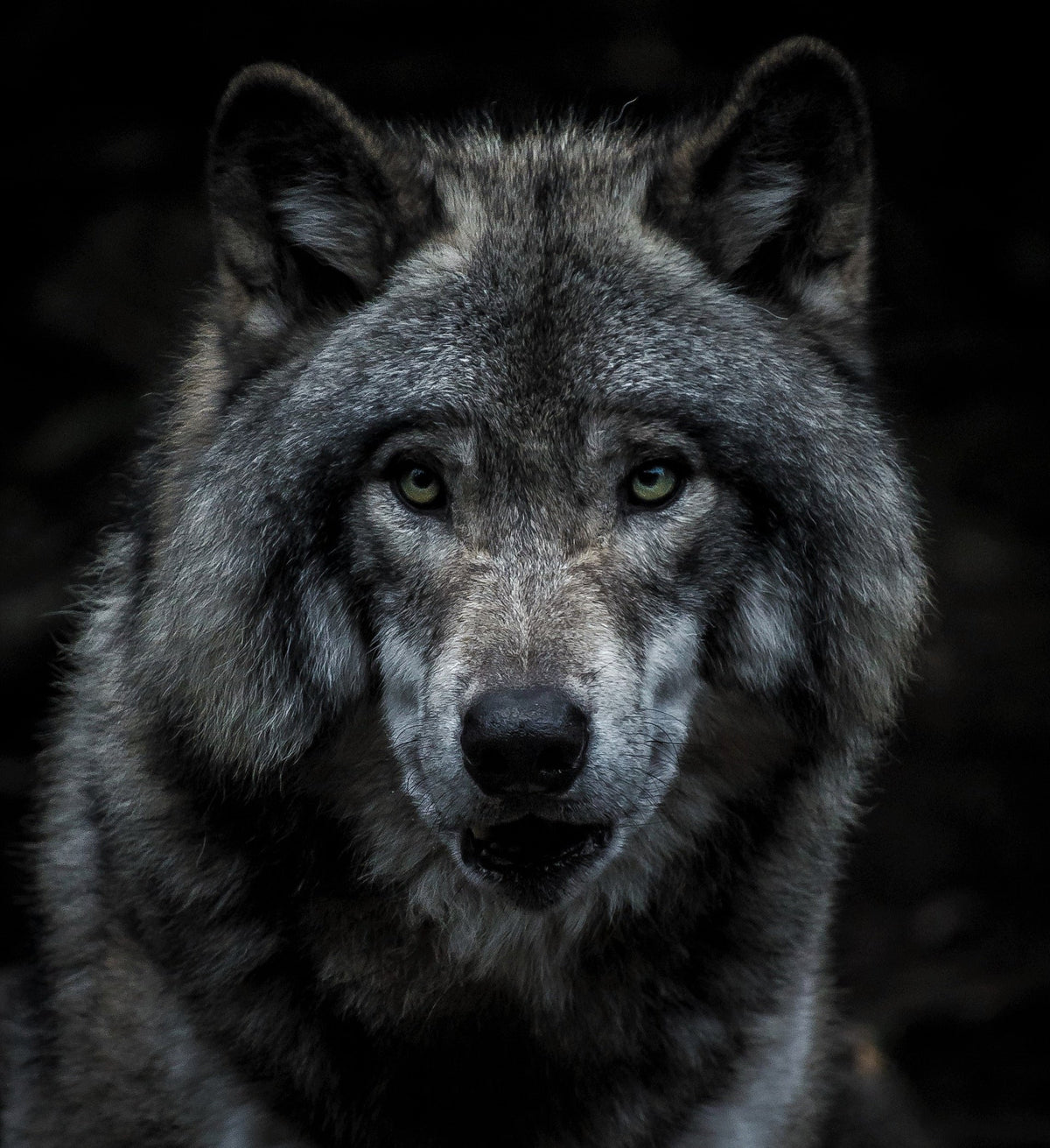 Study describes key nutritional differences between grey wolves and domestic dogs