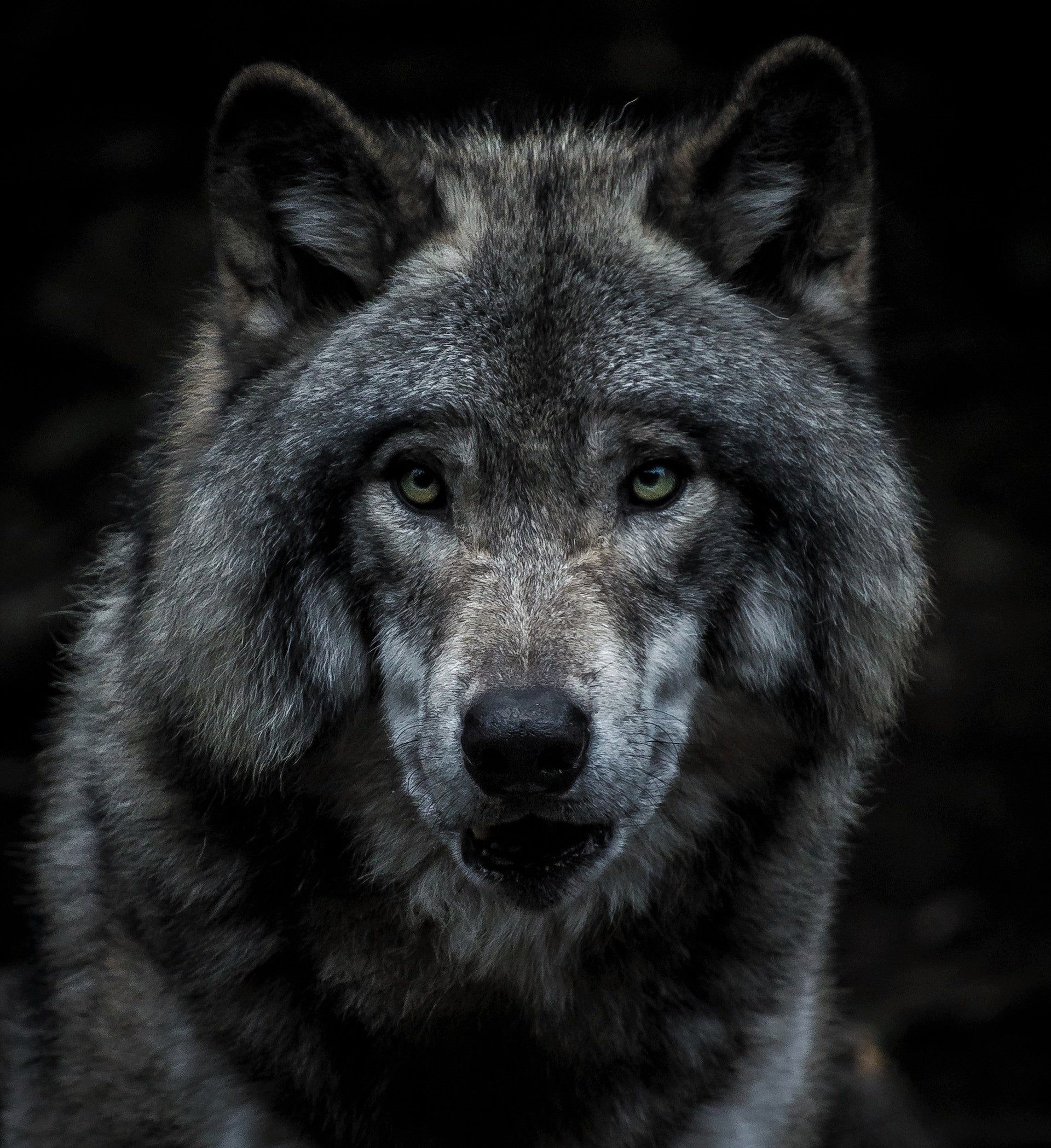 Study describes key nutritional differences between grey wolves and domestic dogs