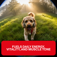 Dog standing on a grassy field with a red text box at the bottom
