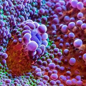 400mg Bacillus Velezensis