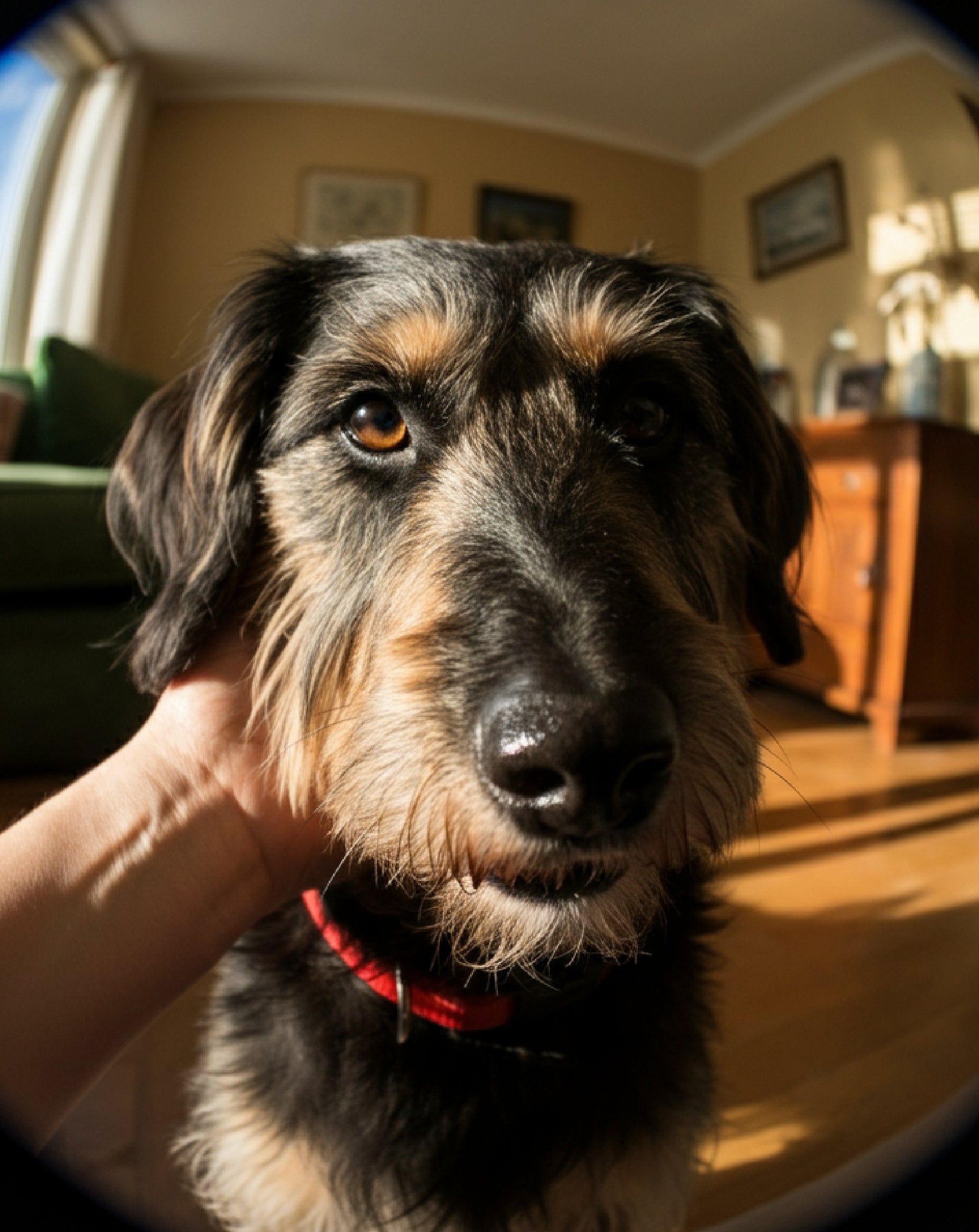 Healthy, Happy Skin For Your Dog