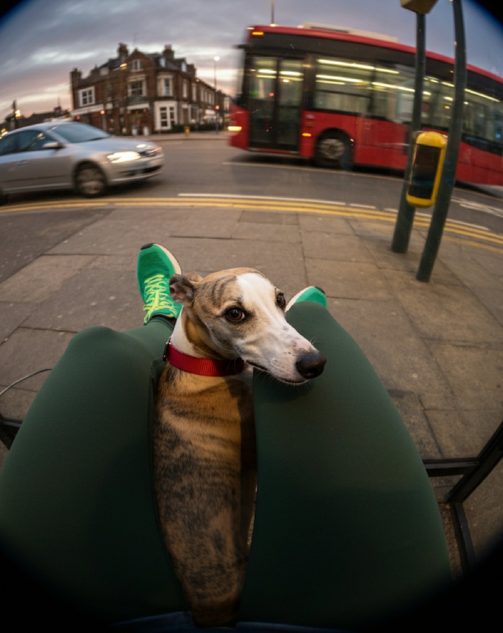 Vitality and Comfort for Your Senior Dog