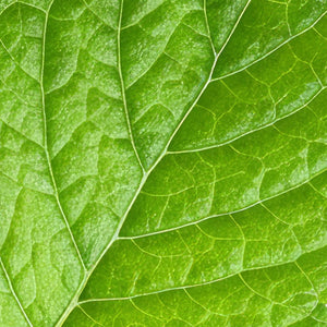 Lemon Balm Herb
