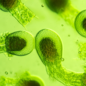 Micro Algae