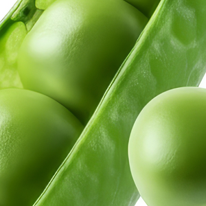 Pea Protein