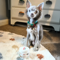 Small dog with a colorful collar sitting on a carpeted floor next to a container of Omni Pre/Pro Biotics Supplement for dogs.