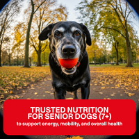 Dog with a red ball in an autumn park, promoting trusted nutrition for senior dogs.