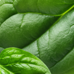 600mg Spinach Leaf