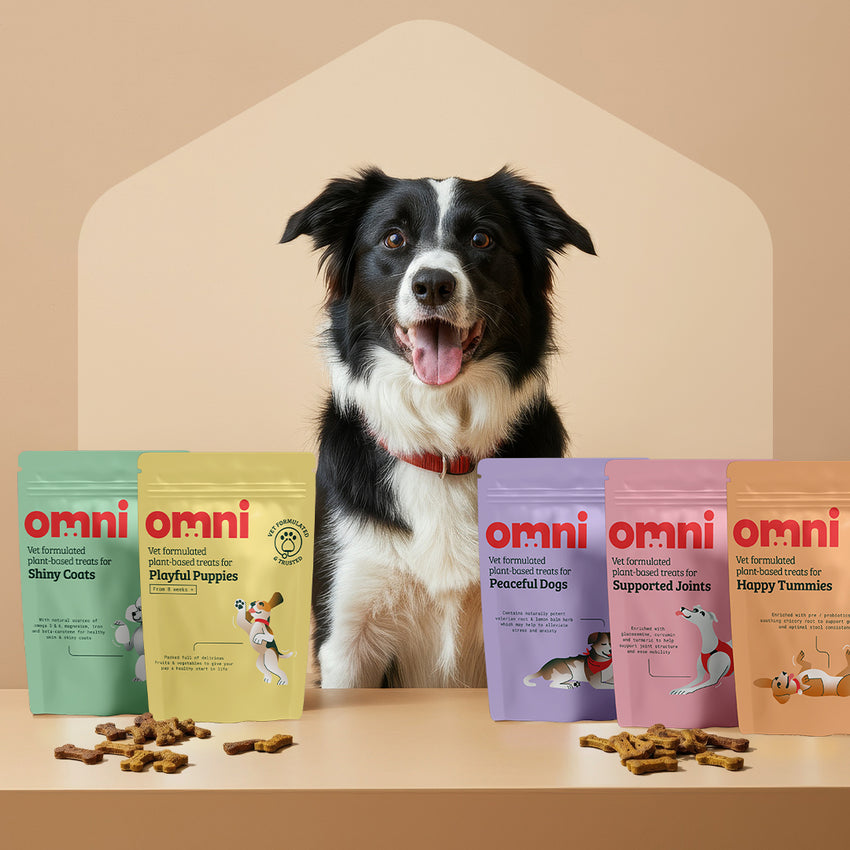 Dog sitting behind a row of Omni pet food packages on a beige background