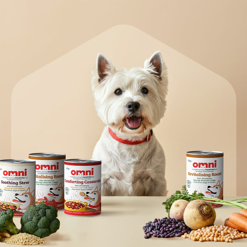 White dog with a red collar sitting behind Omni canned pet food and fresh vegetables on a beige background