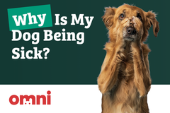 Why Is My Dog Being Sick? | Ask a Vet | Omni.pet