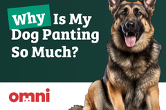 Why Is My Dog Panting So Much? | Ask a Vet | Omni.pet