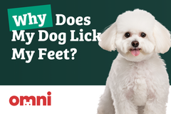 Why Does My Dog Lick My Feet? | Ask a Vet | Omni.pet