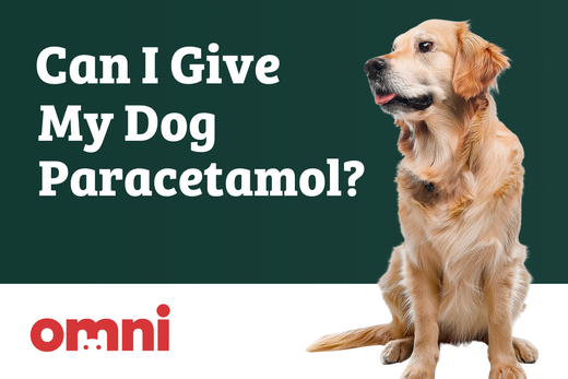 Can I Give My Dog Paracetamol? | Ask a Vet | Omni.pet – Omni Pet Limited