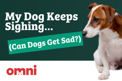 My Dog Keeps Sighing… (Do Dogs Get Sad?) | Ask a Vet | Omni.pet