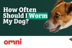 How Often Should I Worm My Dog?