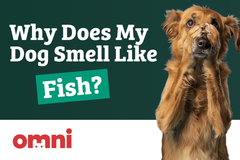 Why Does My Dog Smell Like Fish?