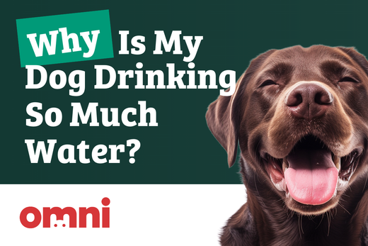 Perché il mio cane beve così tanta acqua?