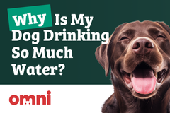 Why Is My Dog Drinking So Much Water?