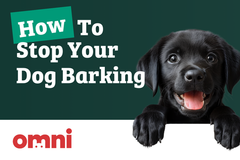 How Can I Stop My Dog Barking?