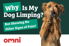 Why Is My Dog Limping But Showing No Other Signs of Pain?