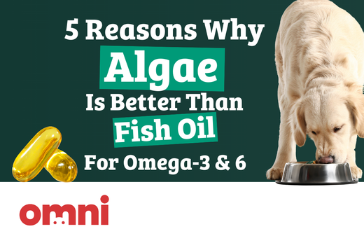5 motivi per cui le alghe sono migliori per Omega-3 e Omega-6 rispetto all'olio di pesce per il tuo cane
