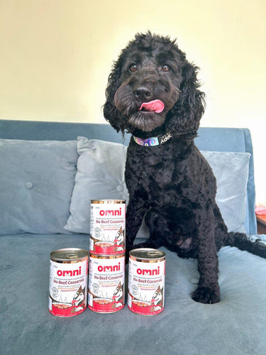 British Veterinary Association Greenlights Diete vegane per cani