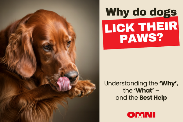 Why Do Dogs Lick Their Paws?