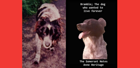 Bramble, the Vegan Border Collie dog who broke a world record for longest lifespan