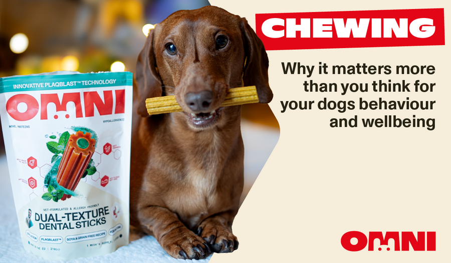 Chewing: Why It Matters More Than You Think for Your Dog’s Behaviour and Wellbeing