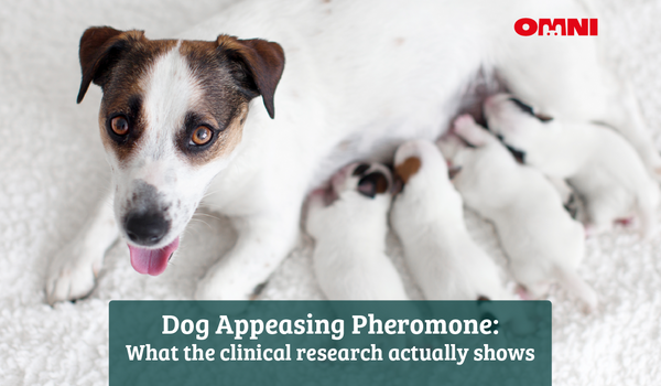 Dog Appeasing Pheromone: What the Clinical Research Actually Shows