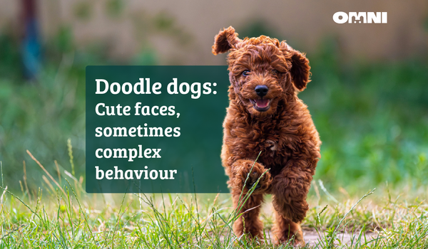 Doodle dogs: cute faces, sometimes complex behaviour.