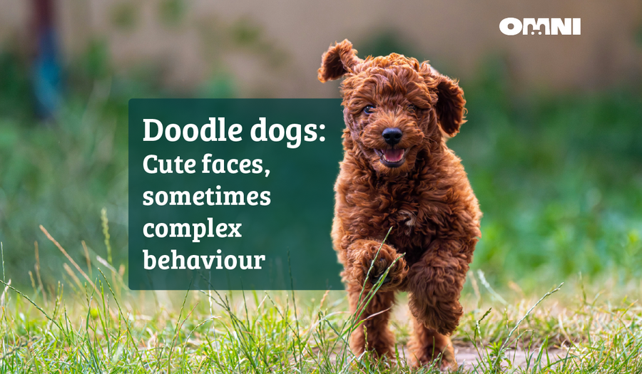 Doodle dogs: cute faces, sometimes complex behaviour.