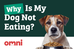 Why Is My Dog Not Eating? (Help Needed!)