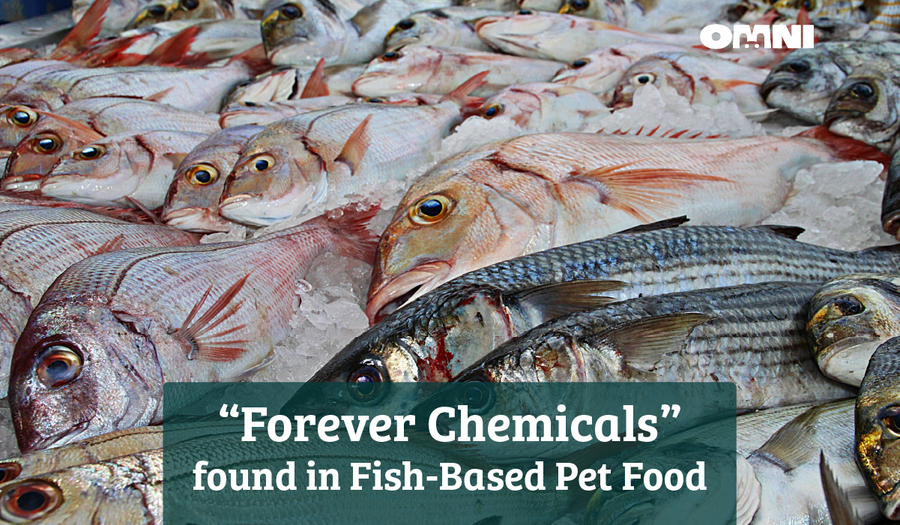 "Forever Chemicals" Found in Fish-Based Pet Food