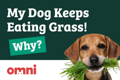 My Dog Keeps Eating Grass! Why?