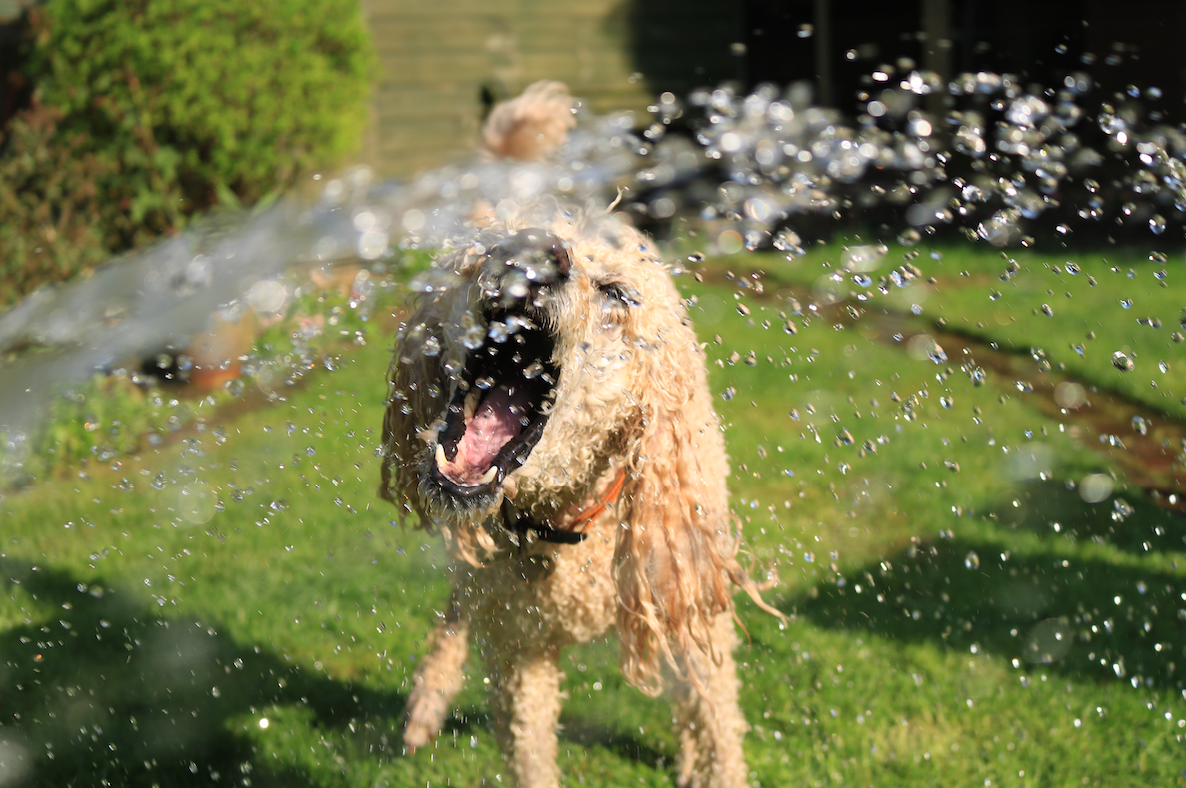 How to Keep Your Dog Cool in the Spring Heat