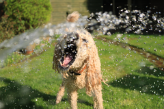 Hoe u uw hond koel kunt houden in de zomerhitte