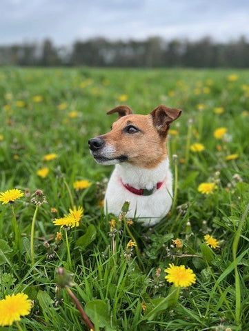 Can dogs get hayfever? Or are we sneezing alone...?