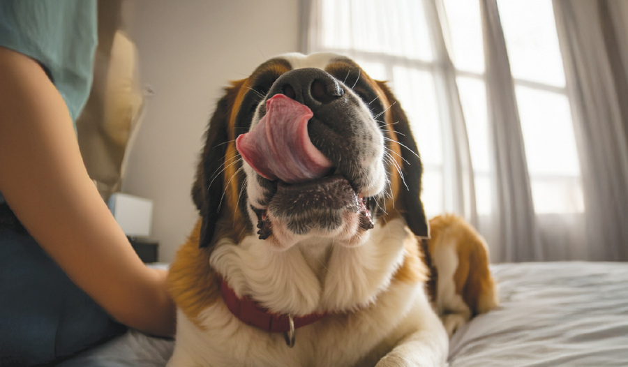 Could You Sniff Your Dog’s Breath Every Day for £9,000?