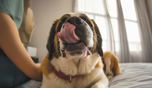 Could You Sniff Your Dog’s Breath Every Day for £9,000?