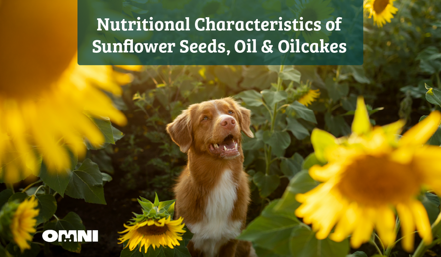 Sunflower Oil for Dogs: Benefits, Science &amp; Safety