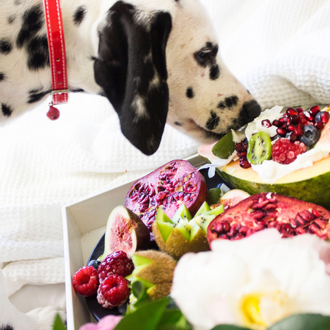 Dare al tuo cane una dieta cruda; Conoscere i rischi del cibo per cani crudi