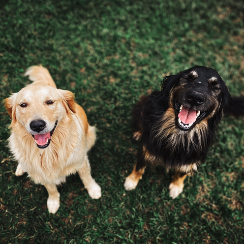 6 modi per mantenere felice il tuo cane questa giornata internazionale di felicità