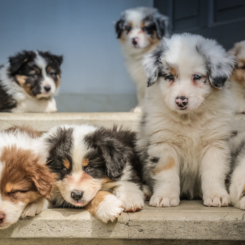 Happy National Puppy Day; La differenza tra cibo da cucciolo e cibo per cani adulti